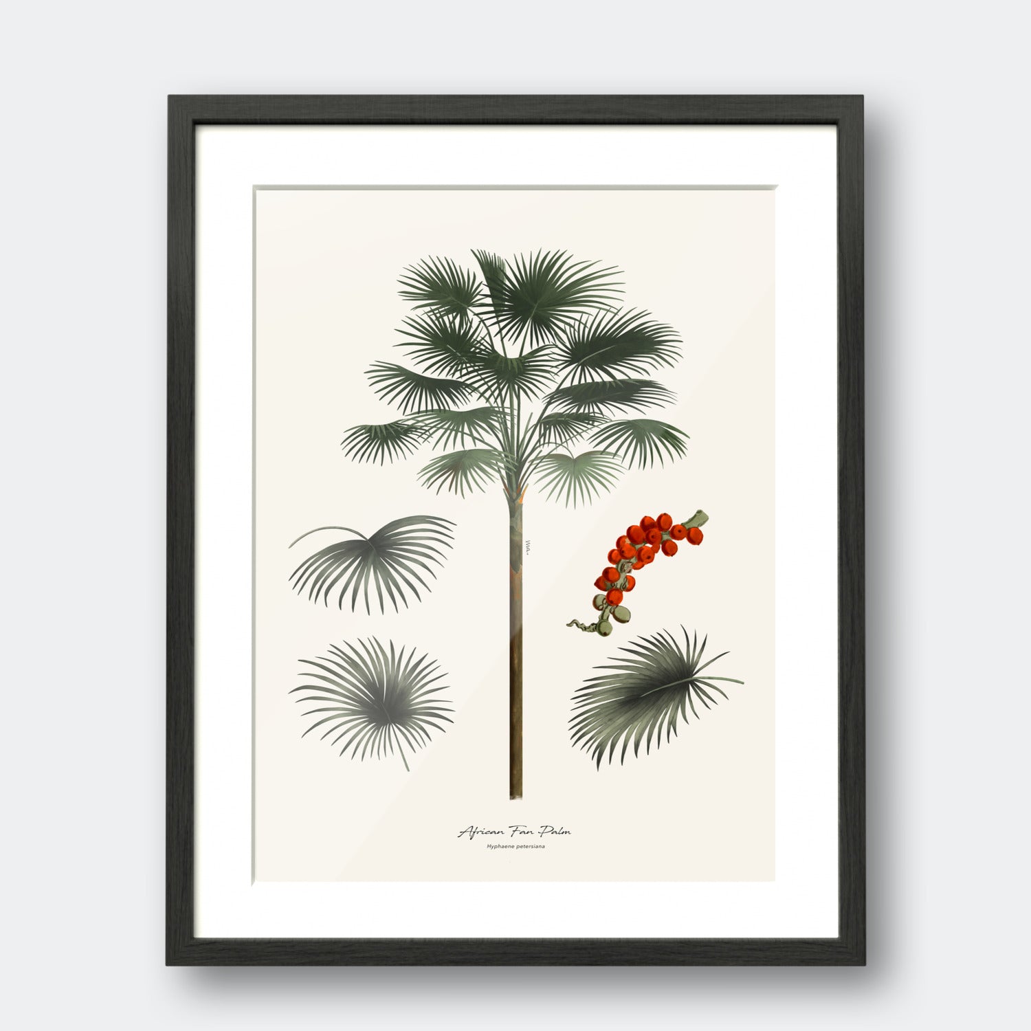 African Fan Palm II