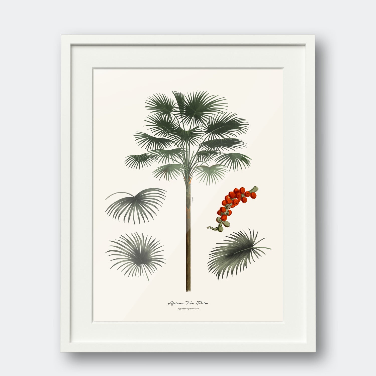 African Fan Palm II
