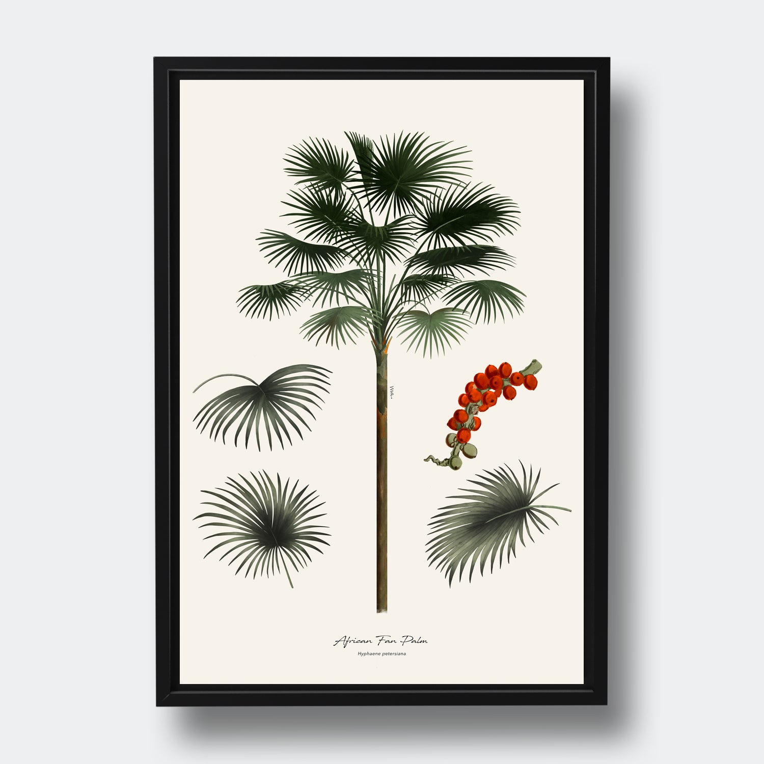 Economic and Cultural Uses of the African Fan Palm