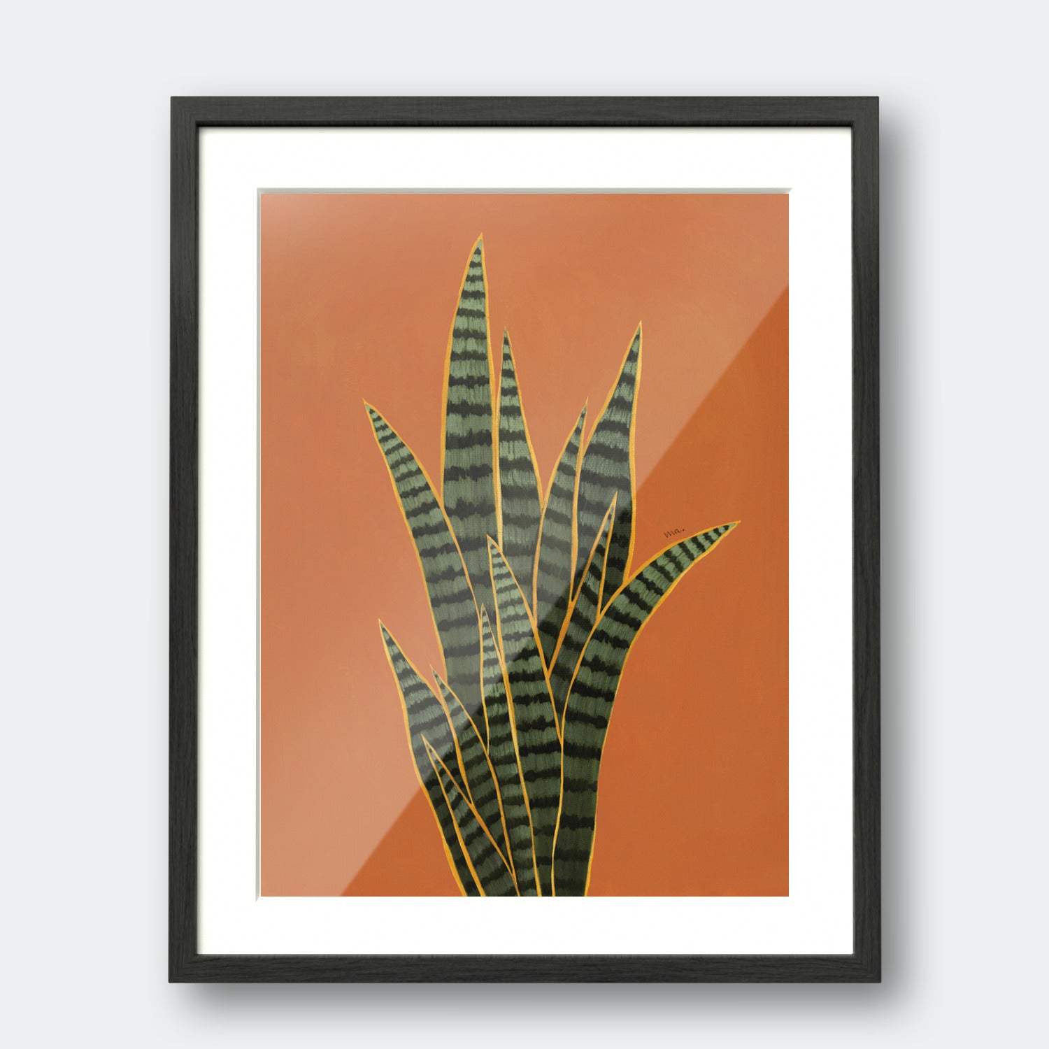 Snake Plant