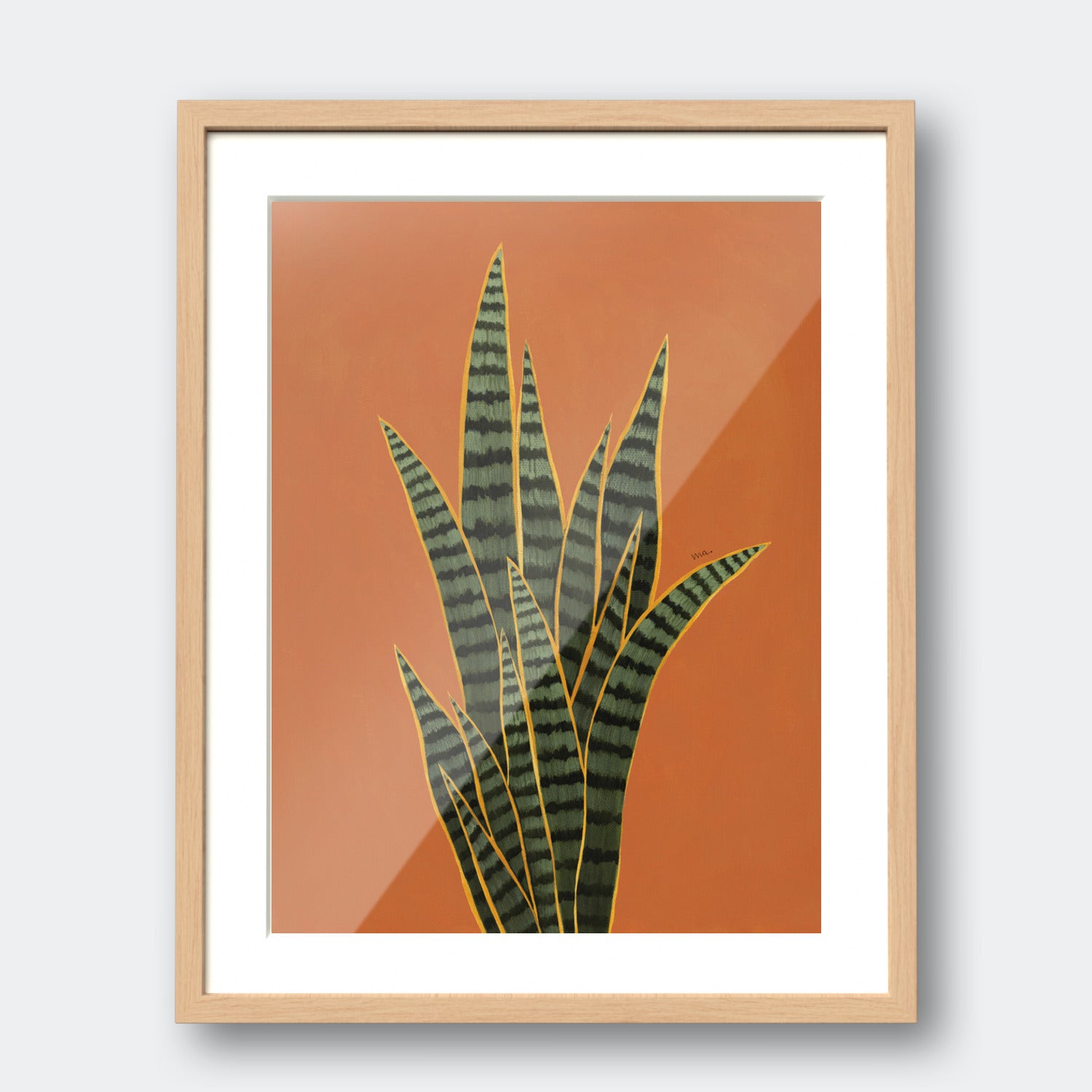 Snake Plant