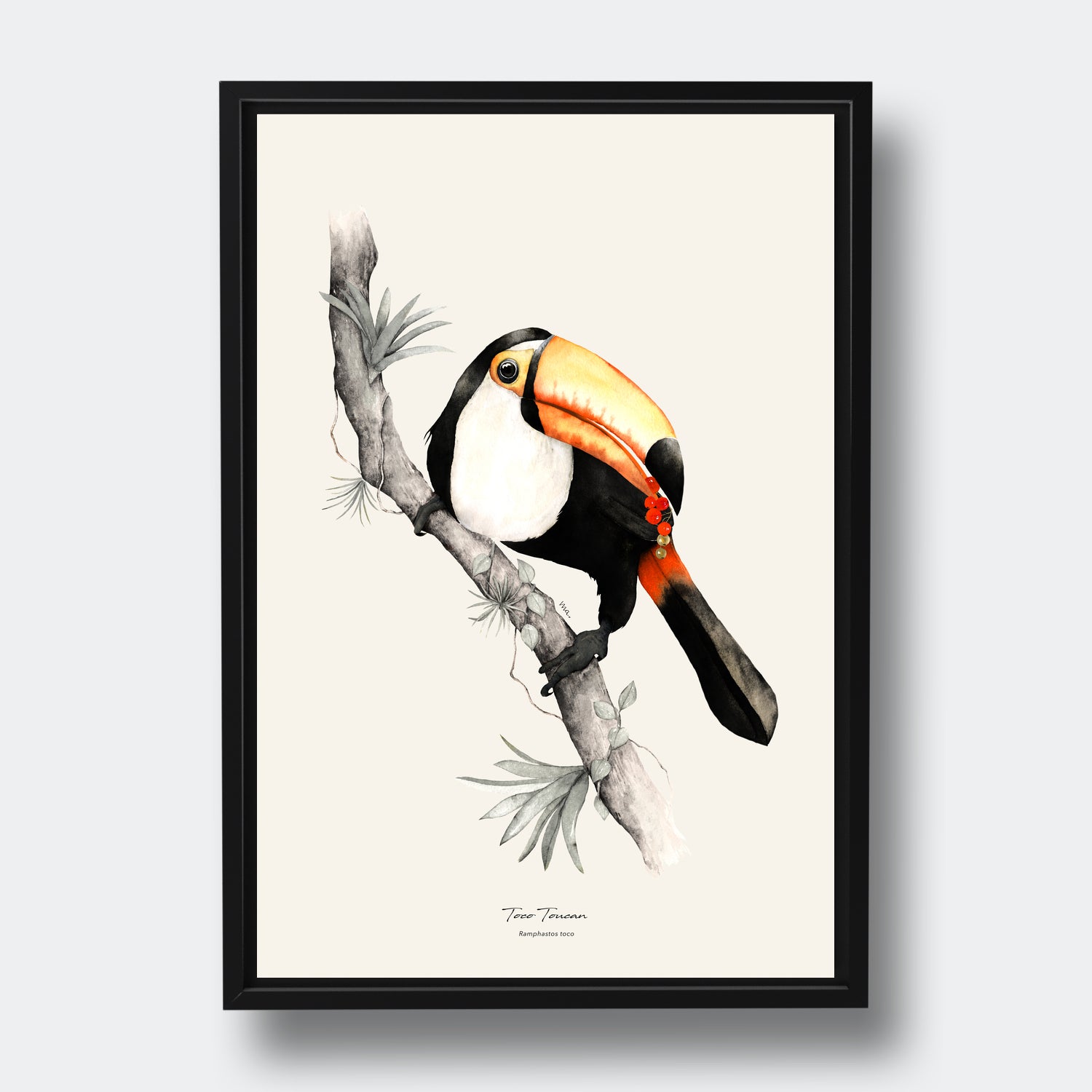 Toco Toucan