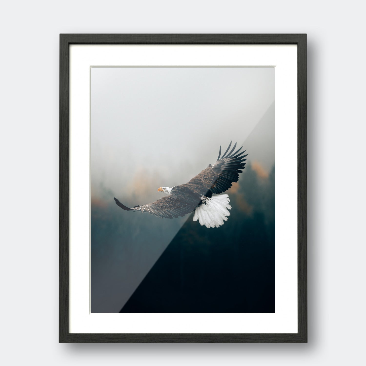 Bald Eagle