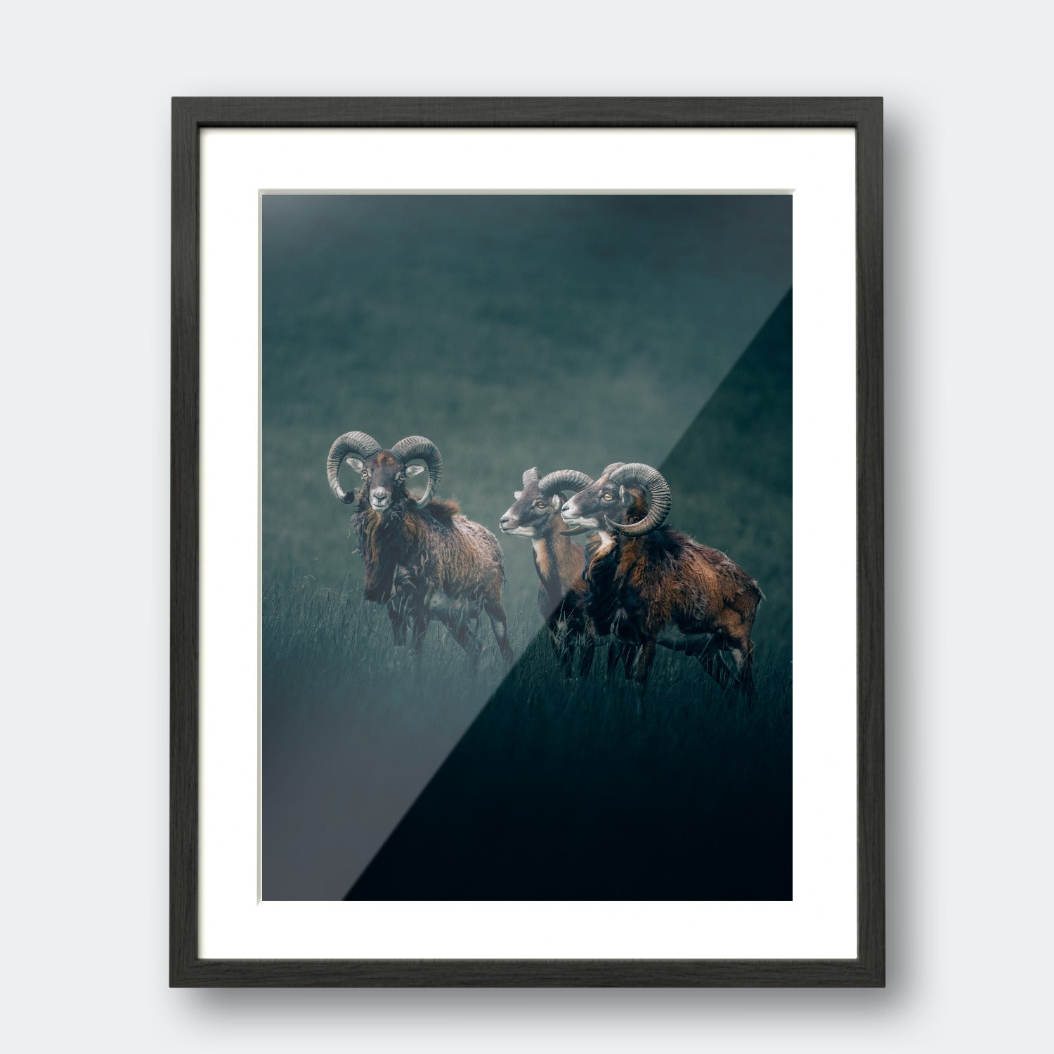 Rams