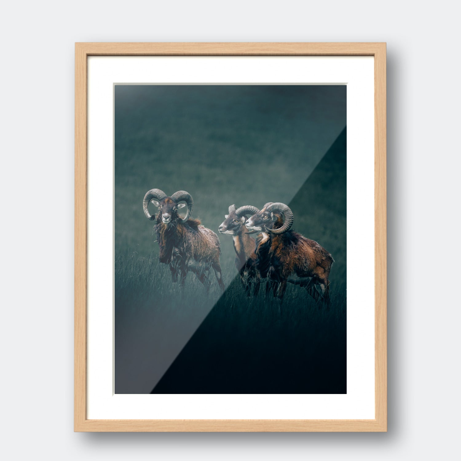 Rams
