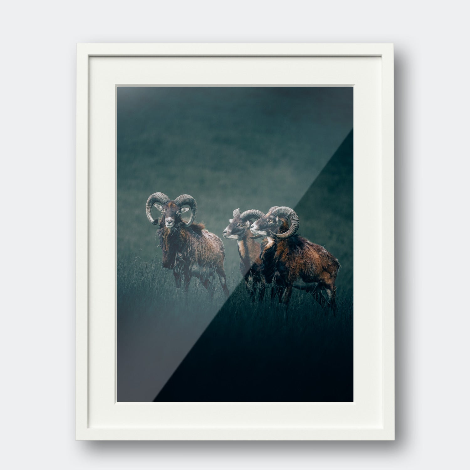Rams