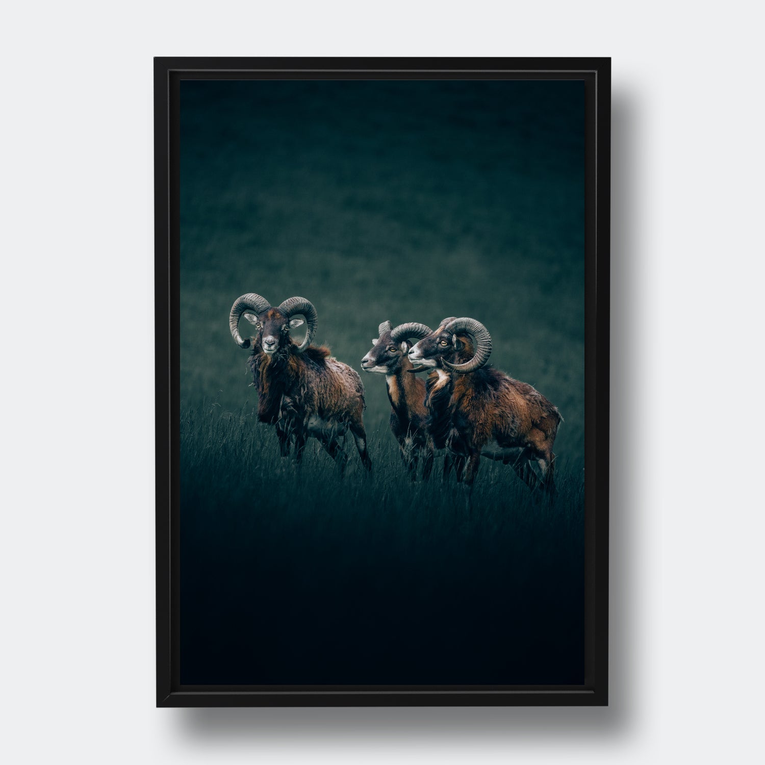 Rams