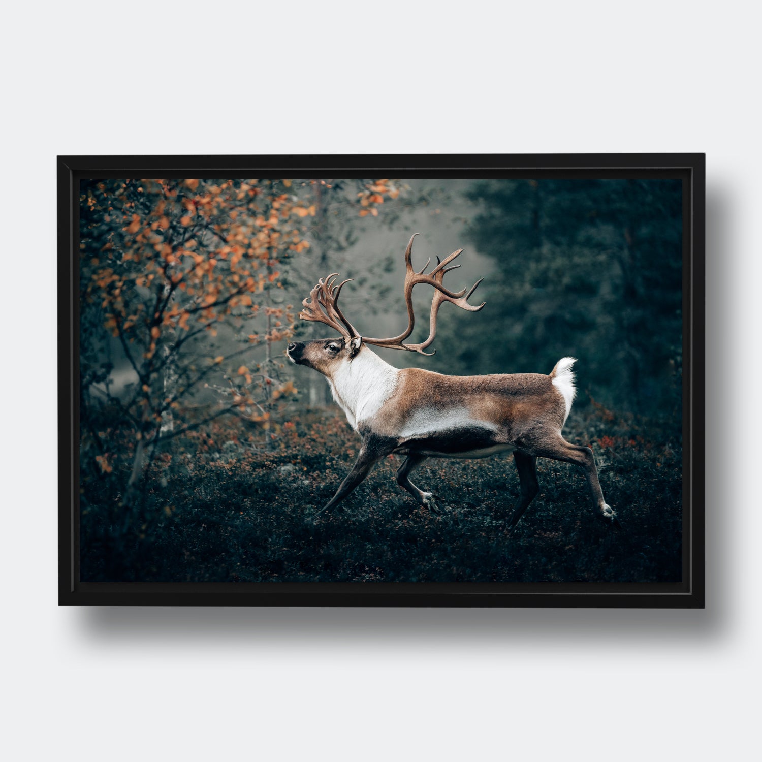 Reindeer