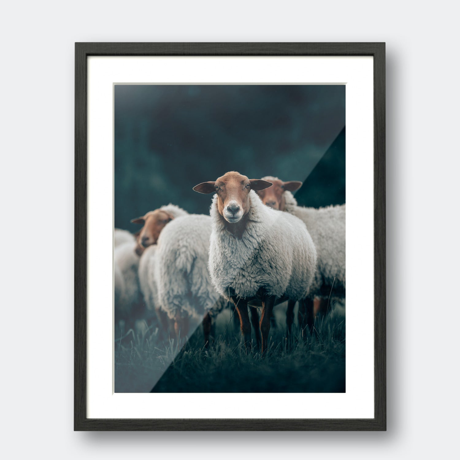 Sheep