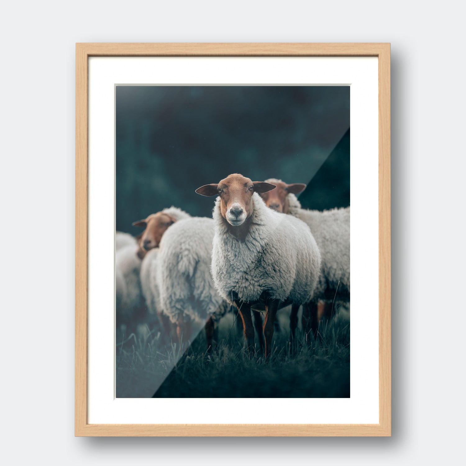 Sheep