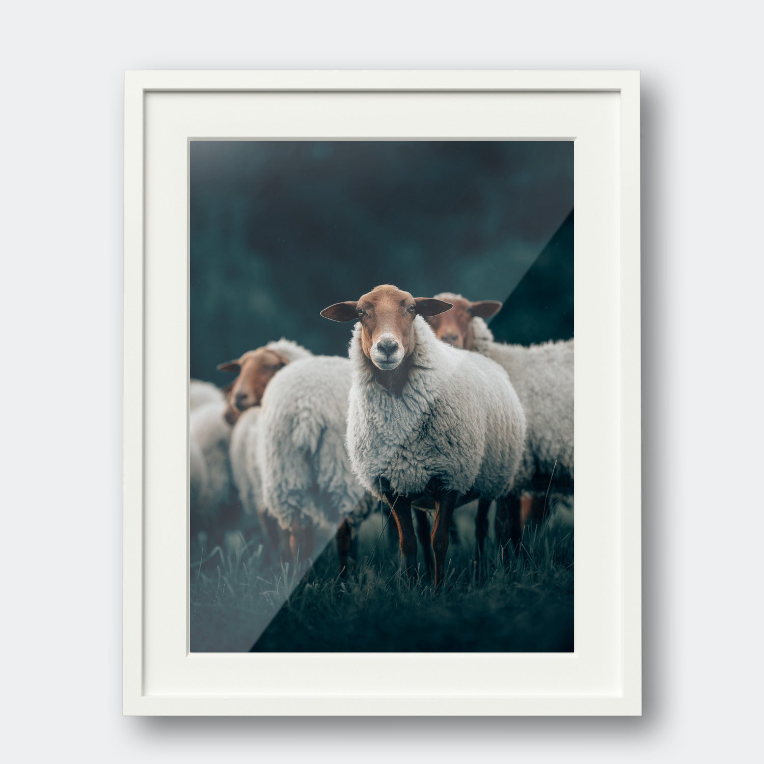 Sheep
