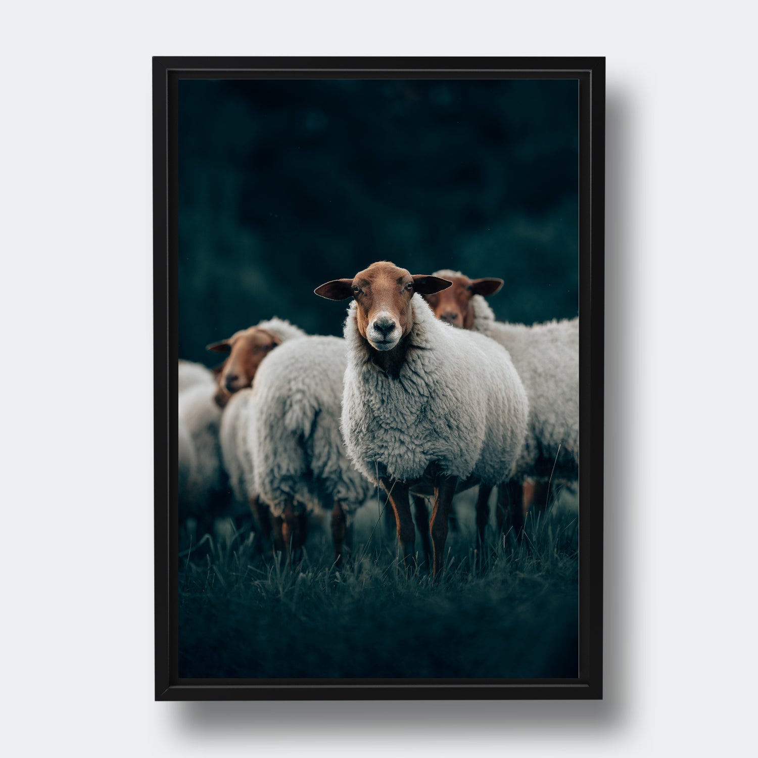Sheep