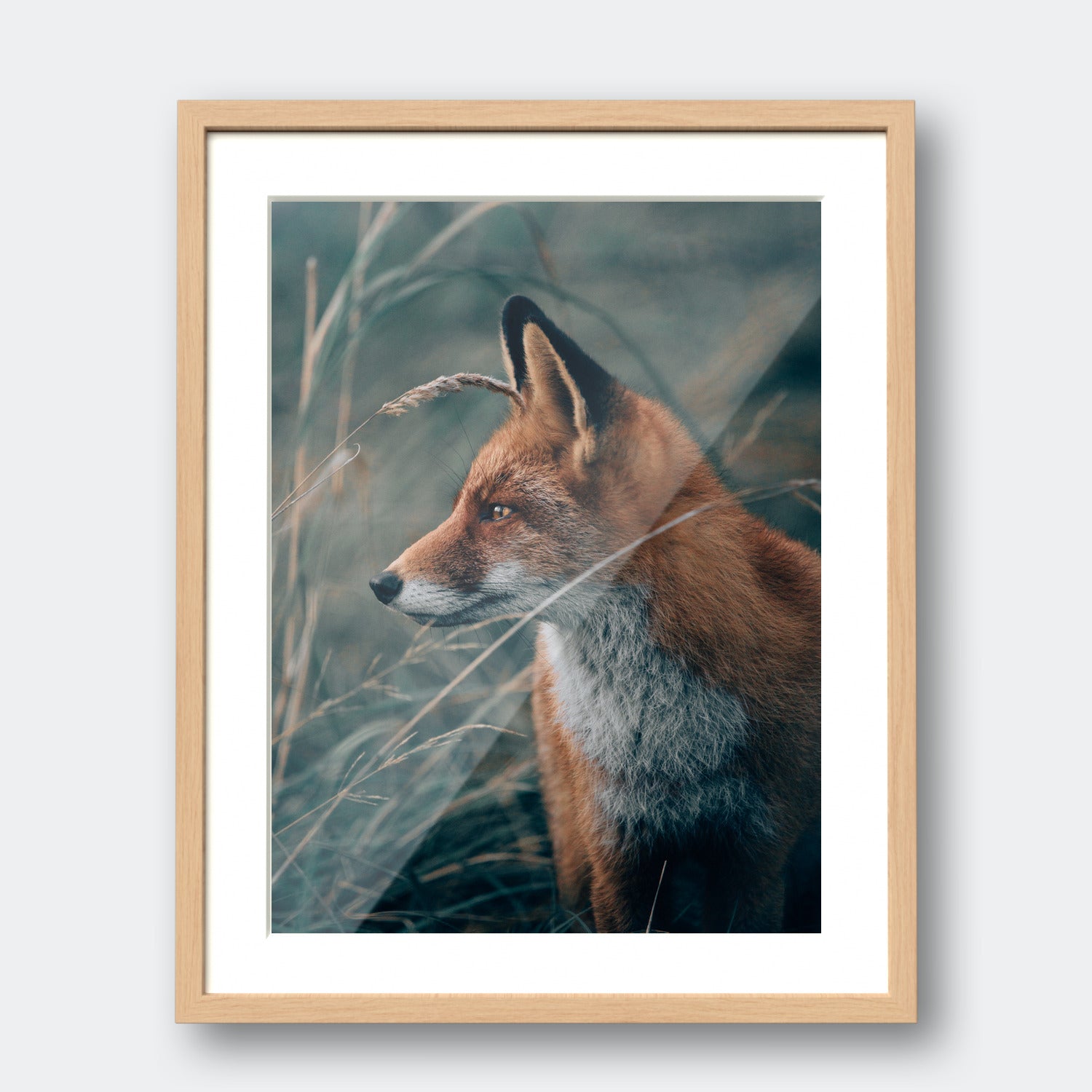 The Fox