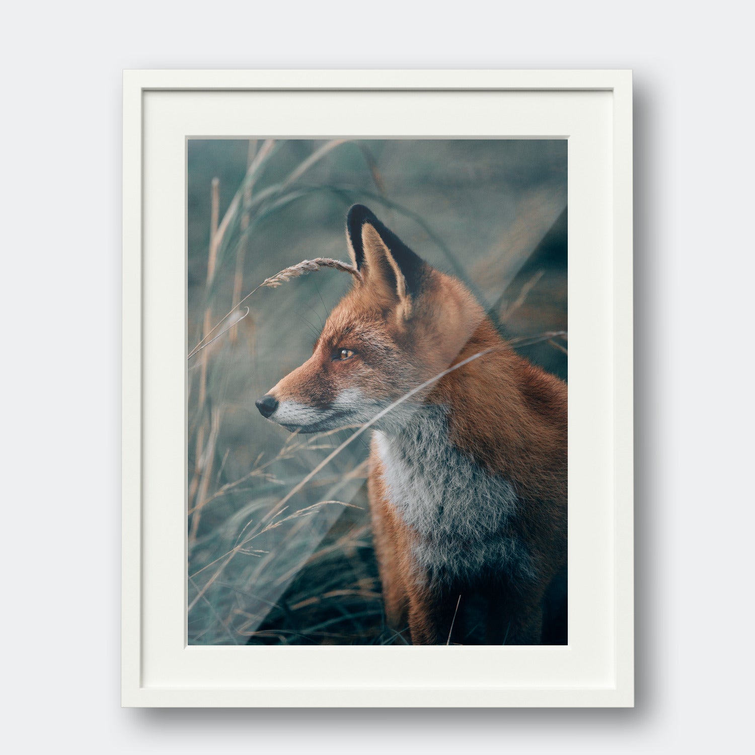 The Fox
