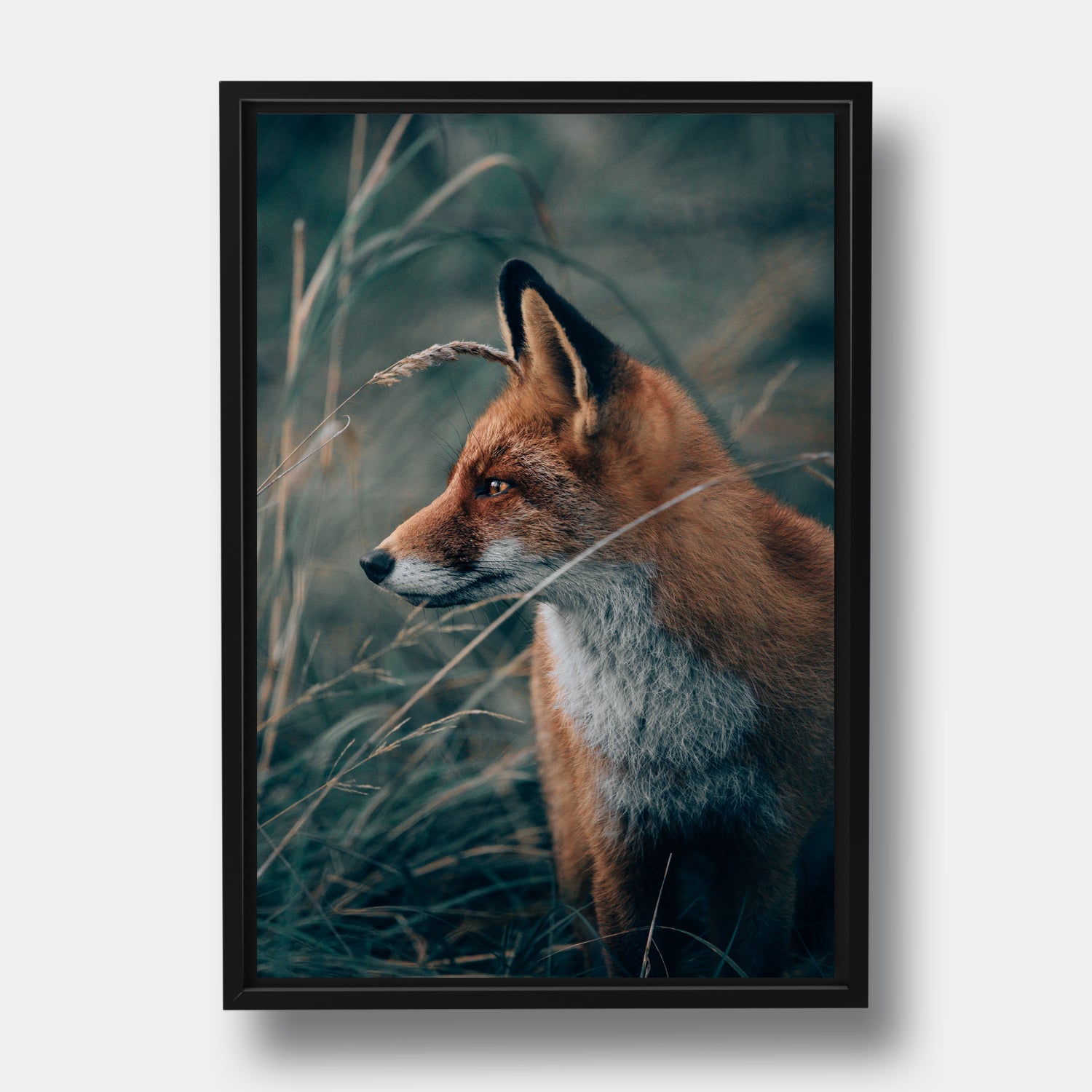 The Fox