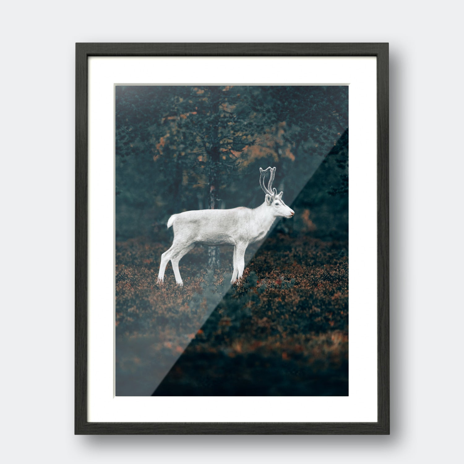 White Reindeer