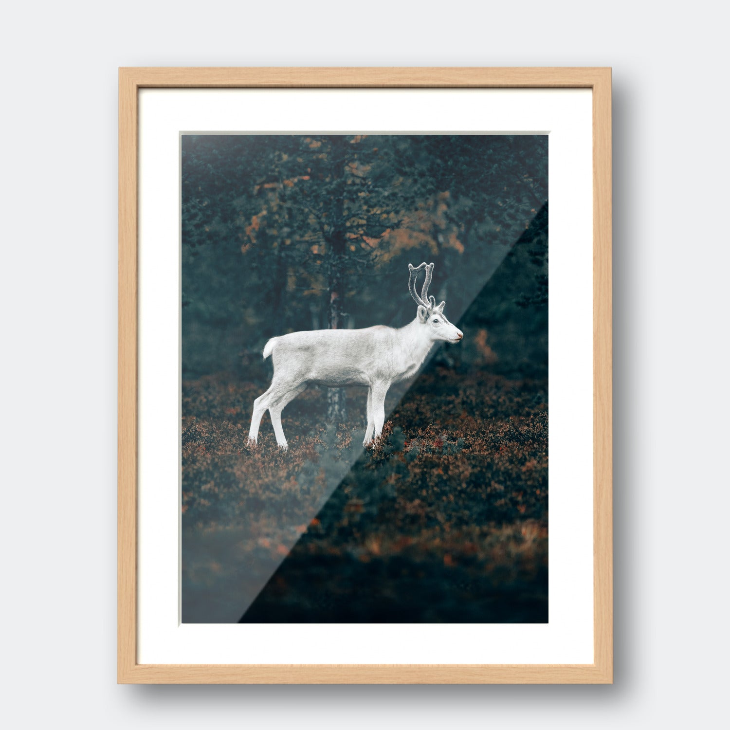 White Reindeer