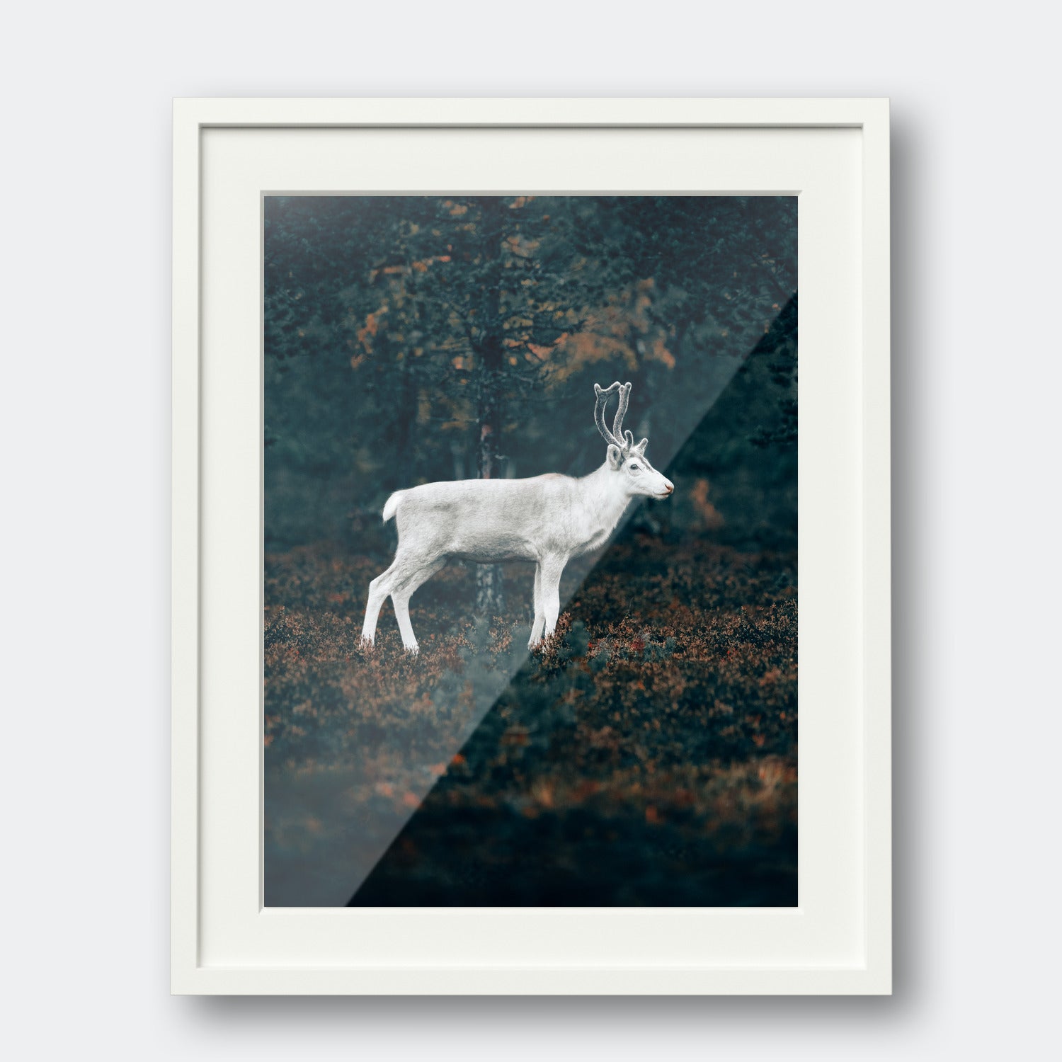 White Reindeer