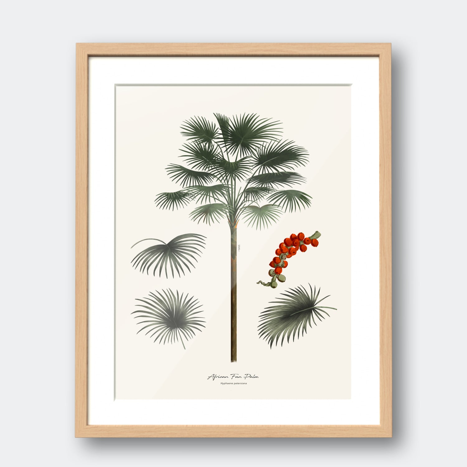 African Fan Palm II