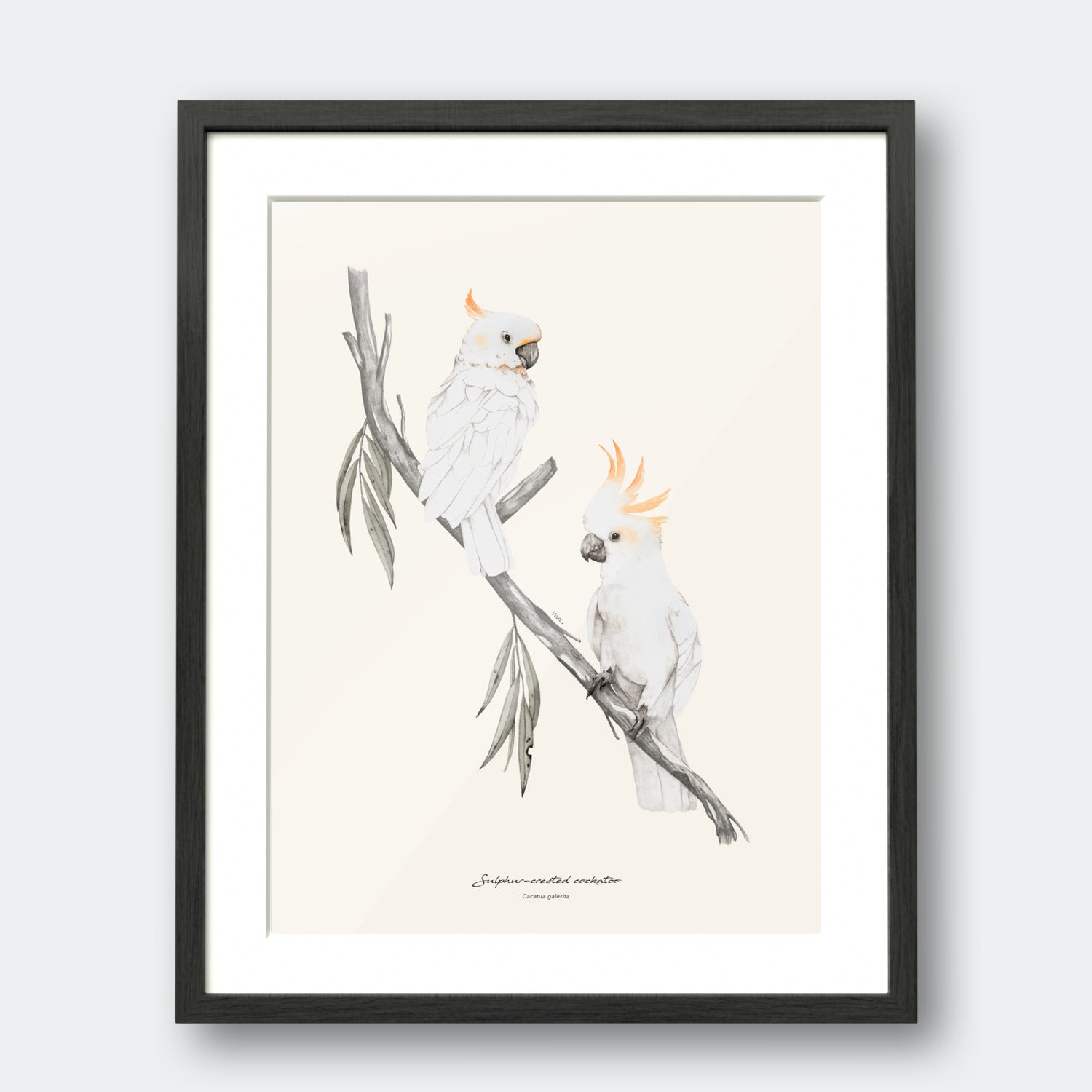 Cockatoo