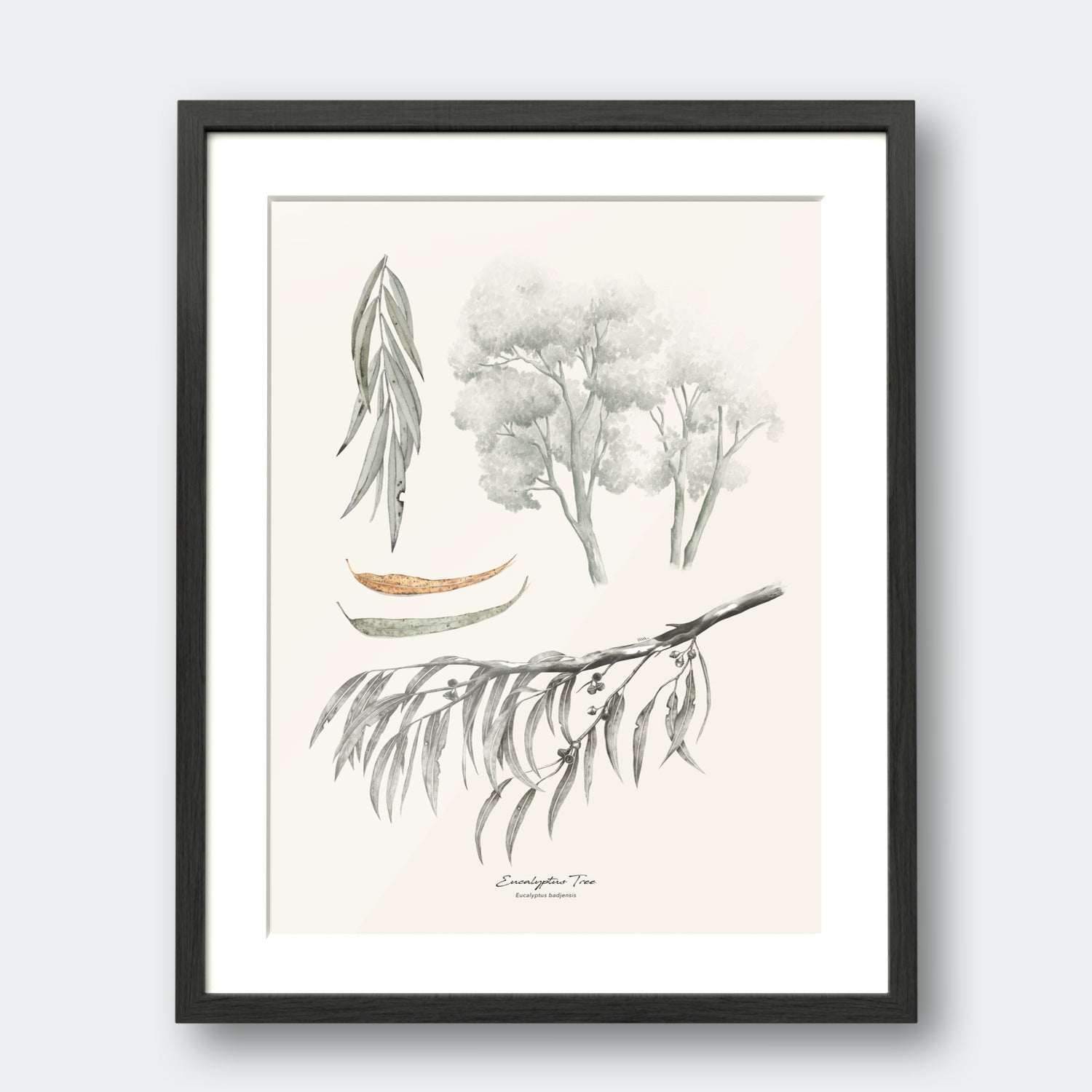 Eucalyptus Tree