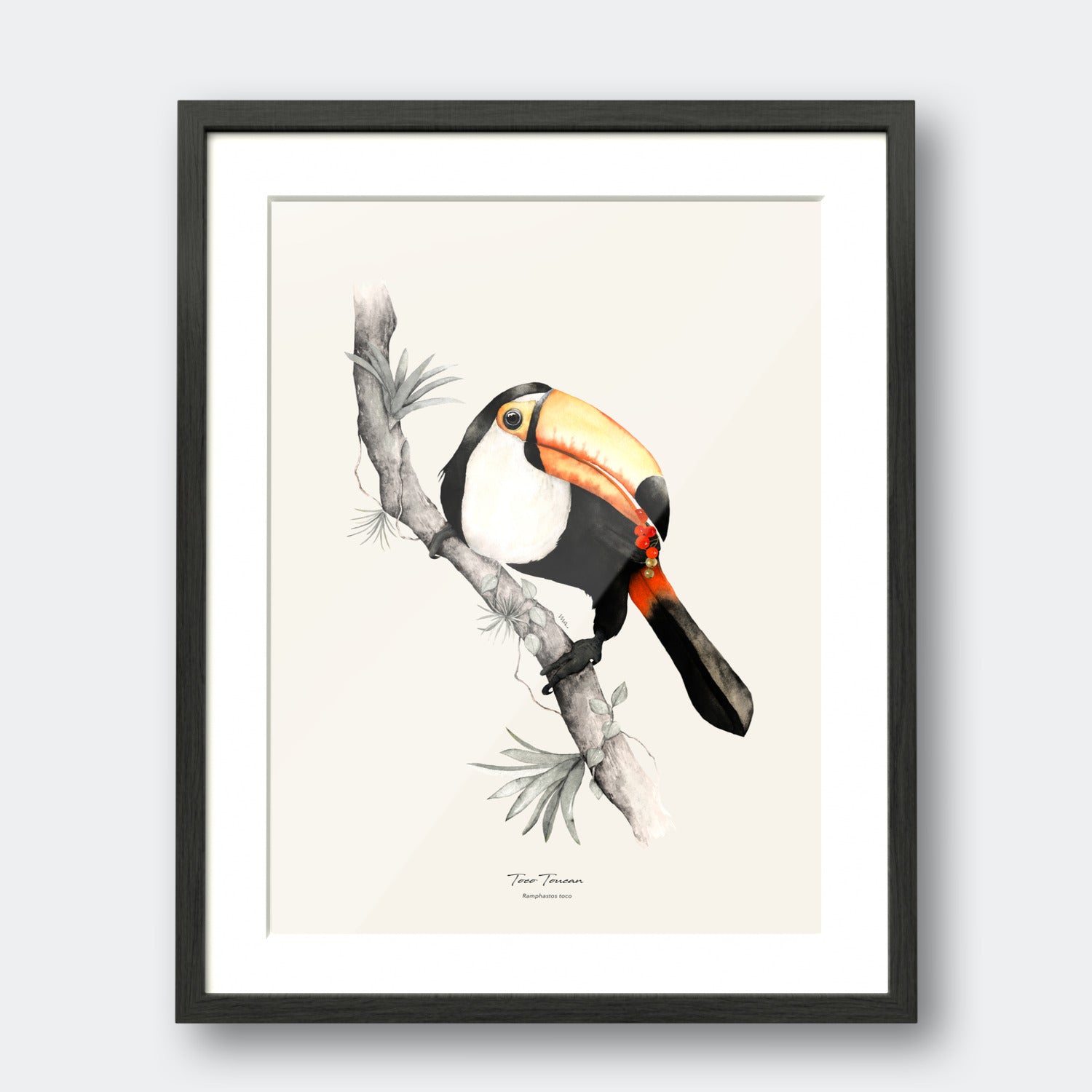 Toco Toucan