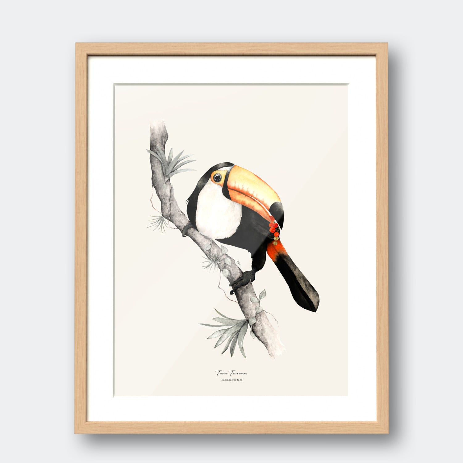 Toco Toucan