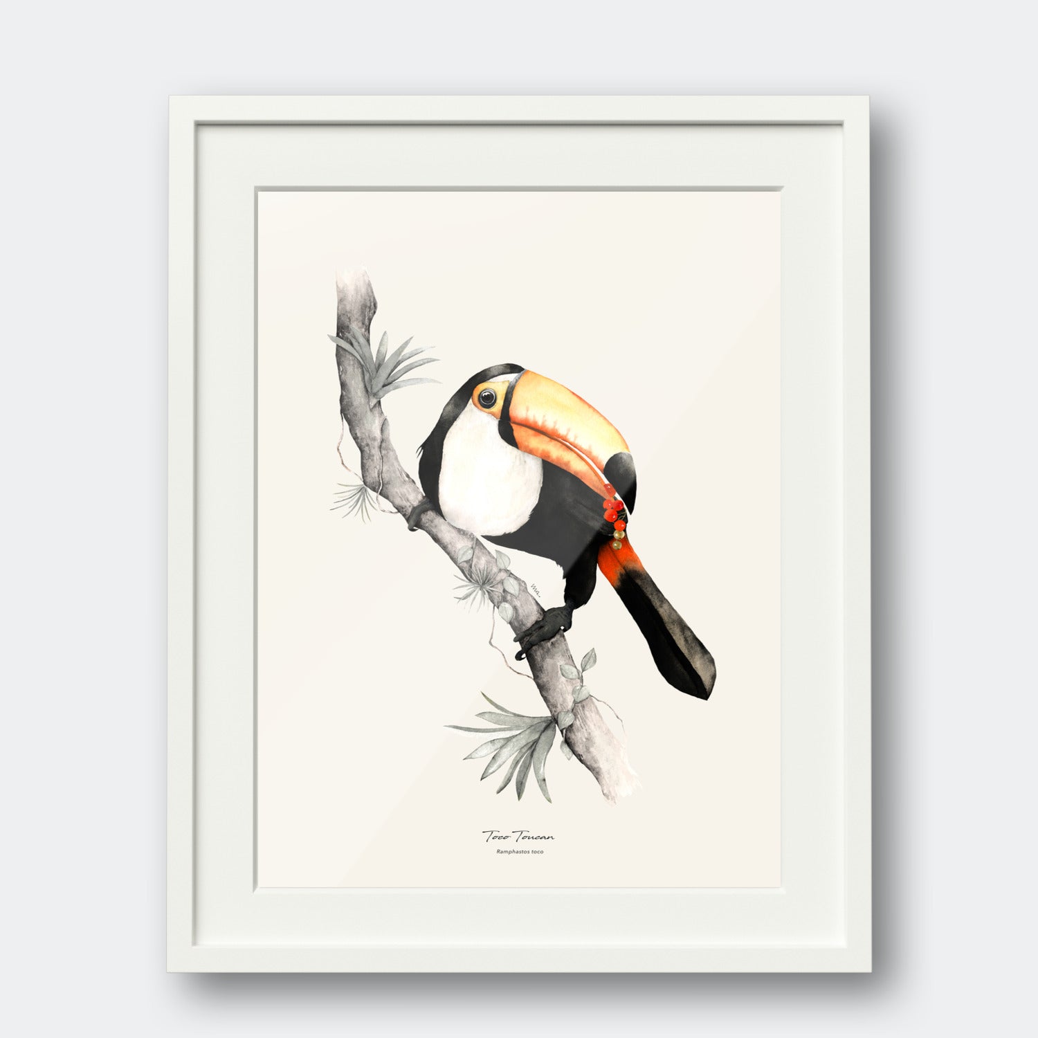 Toco Toucan