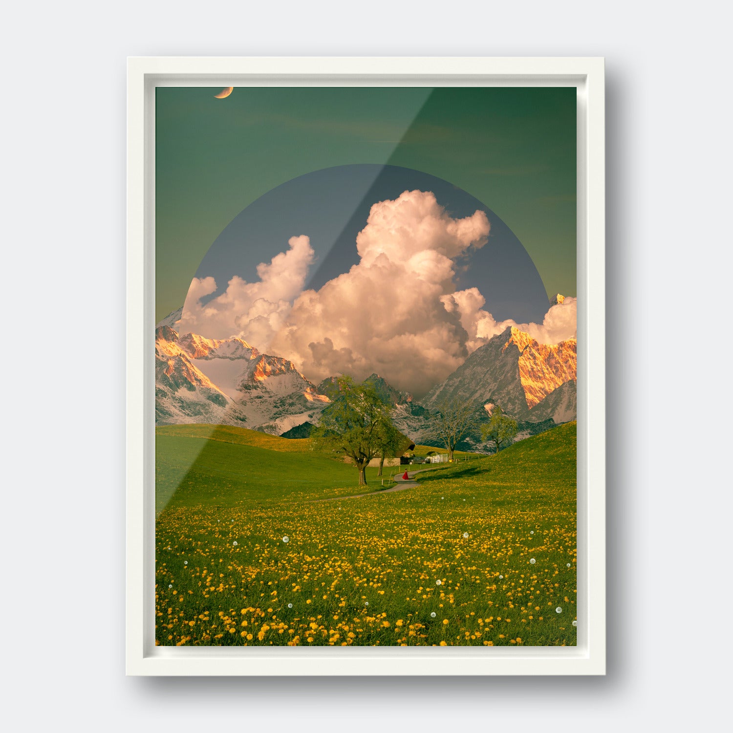 Dandelion Field
