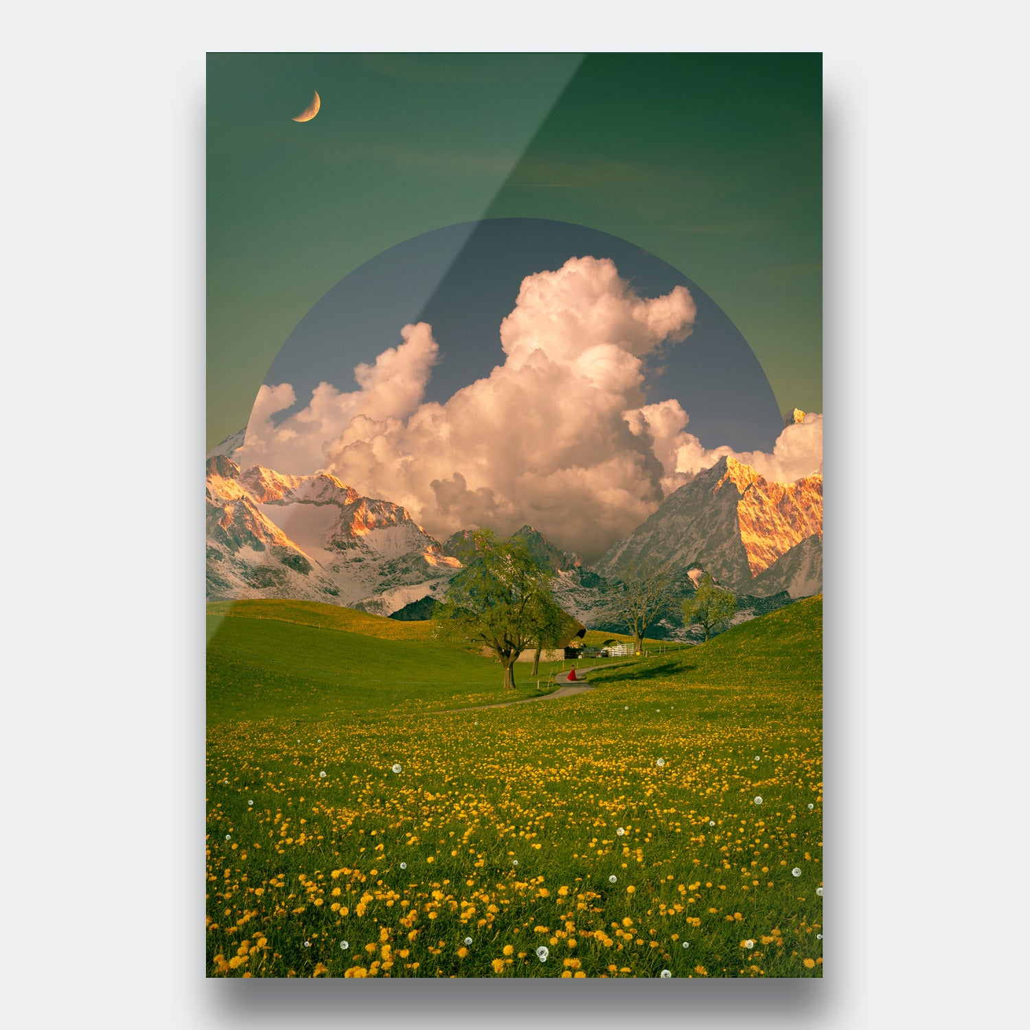 Dandelion Field